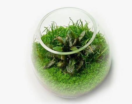 (3-Cup) Dwarf Baby Tears Carpet Imported Direct from Grower Live Aquarium Plants Tissue Culture for Freshwater Aquatic Plant Tank by Mainam