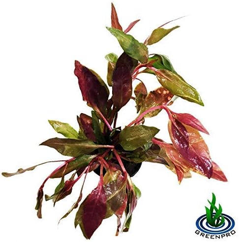 (Alternanthera Reineckii VAR. Rosaefolia) Greenpro Alternanthera Reineckii Potted Live Aquarium Plants Easy Super Red Plants