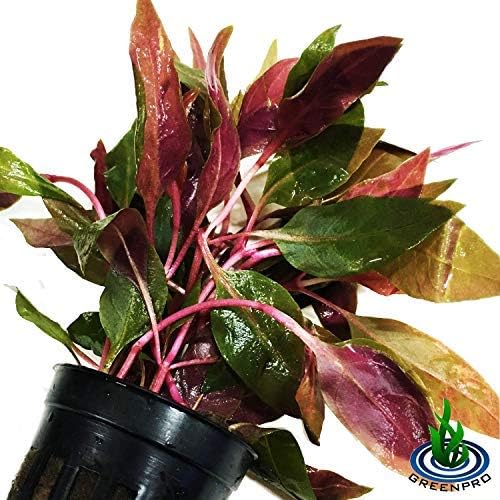 (Alternanthera Reineckii VAR. Rosaefolia) Greenpro Alternanthera Reineckii Potted Live Aquarium Plants Easy Super Red Plants