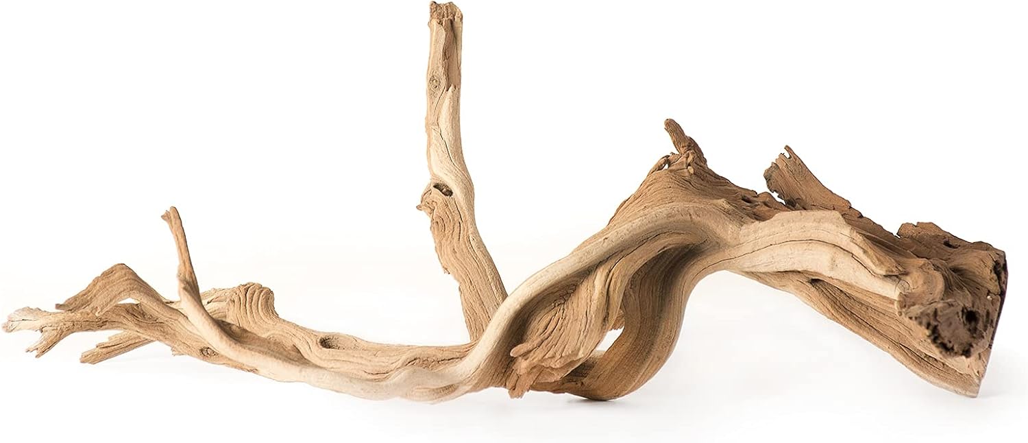 (05510 Staghorn Wood, 13-18 in