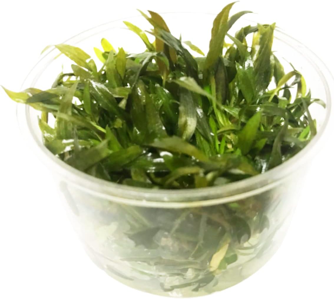 (Cryptocoryne Mioya) Cryptocoryne Assorted Tissue Culture Cup Freshwater Live Aquarium Plants Decoration BUY2GET1FREE