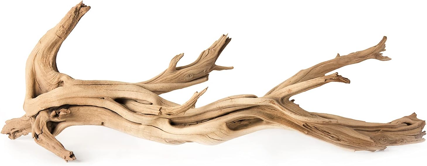 (05510 Staghorn Wood, 13-18 in