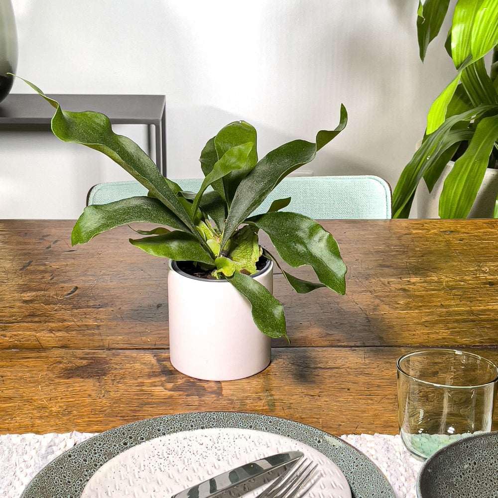Elkhorn Fern Live Plant for Indoor | Different Houseplants in 4'' & 6'' Pot | Real House Plant for Living Room, Office, Desk & Bathroom | Elkhorn Fern | Platycerium bifurcatum