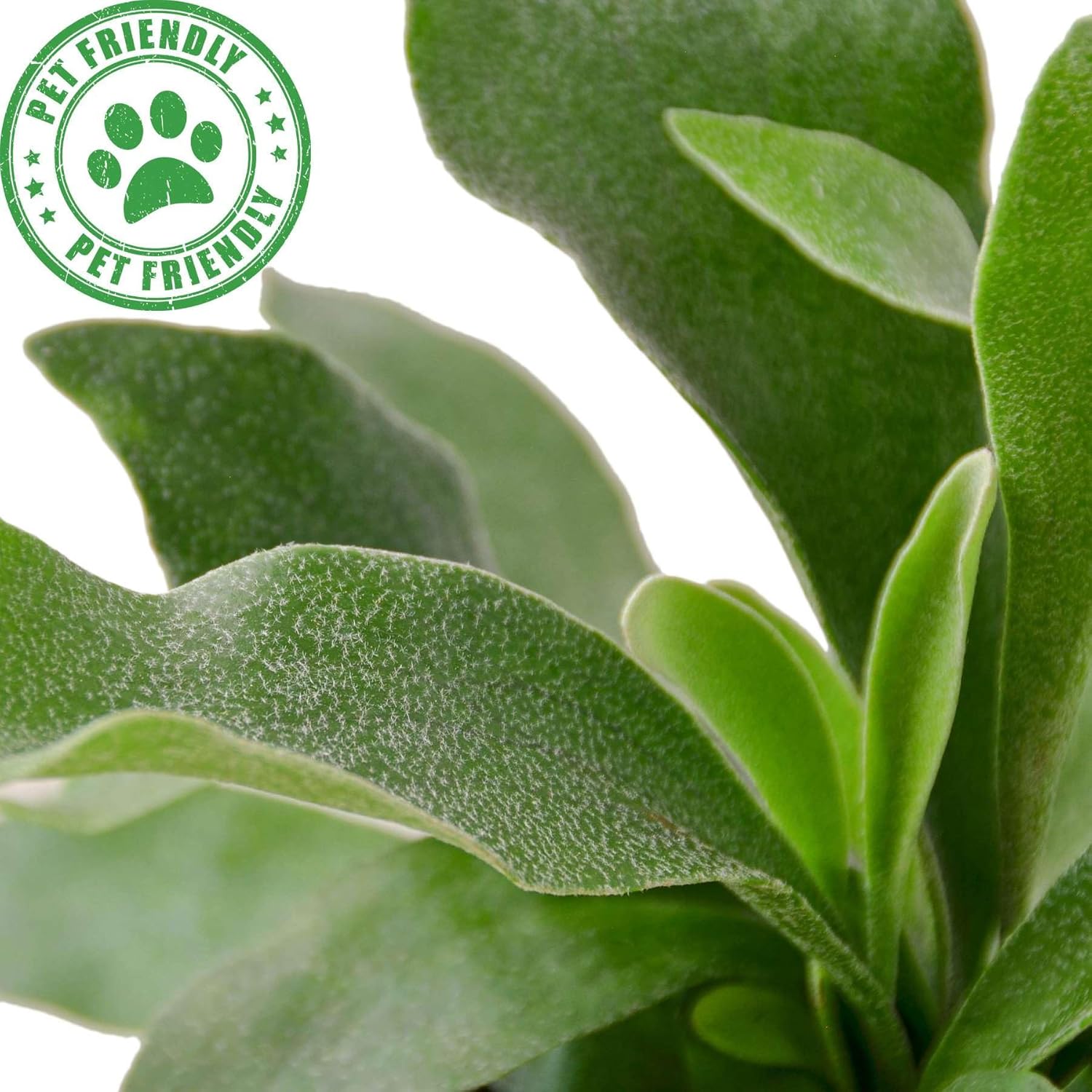 Elkhorn Fern Live Plant for Indoor | Different Houseplants in 4'' & 6'' Pot | Real House Plant for Living Room, Office, Desk & Bathroom | Elkhorn Fern | Platycerium bifurcatum