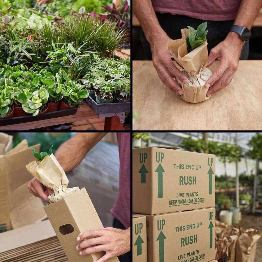 Elkhorn Fern Live Plant for Indoor | Different Houseplants in 4'' & 6'' Pot | Real House Plant for Living Room, Office, Desk & Bathroom | Elkhorn Fern | Platycerium bifurcatum