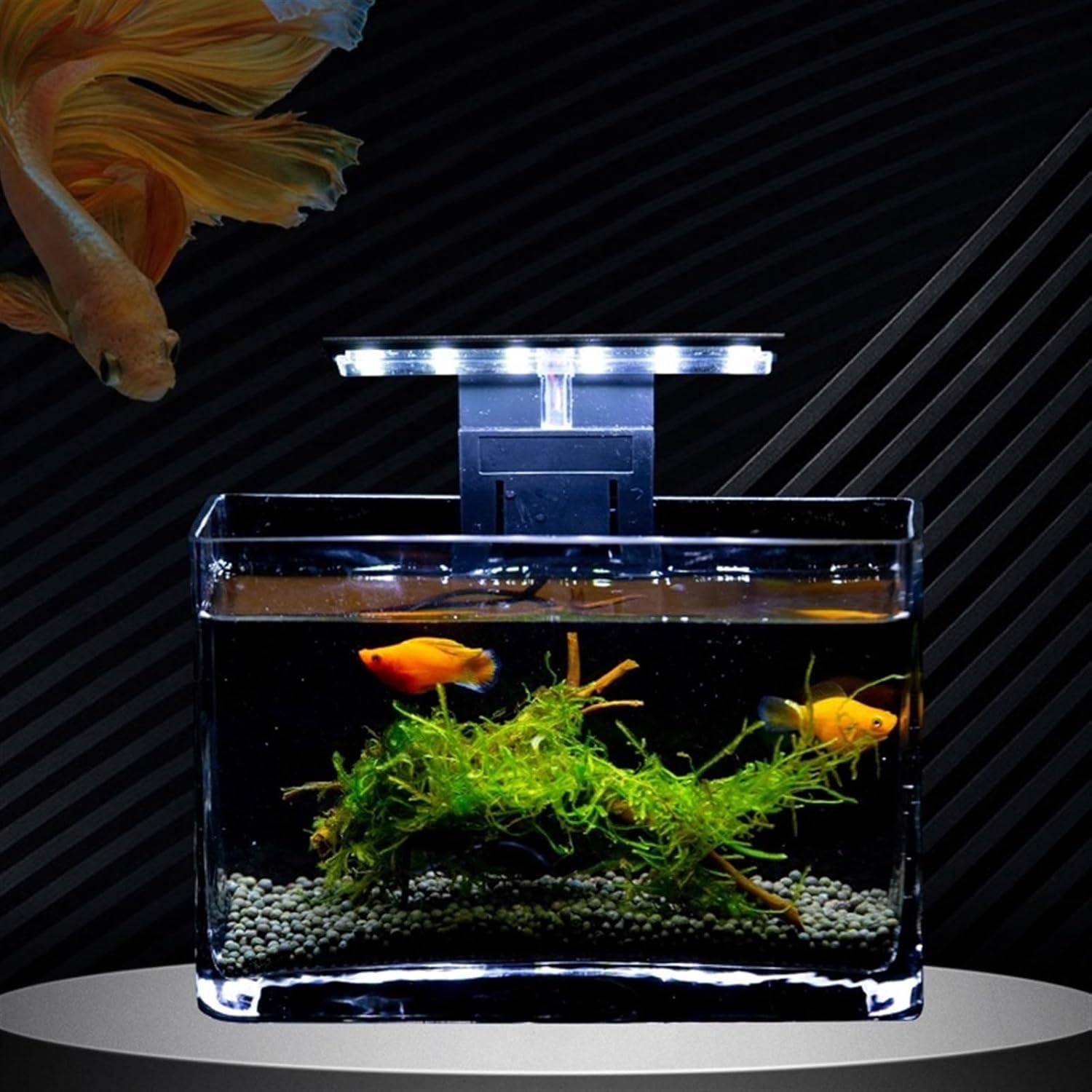 Fish Tank, Glass Aquarium, Living Room, Small Rectangular mini Aquarium