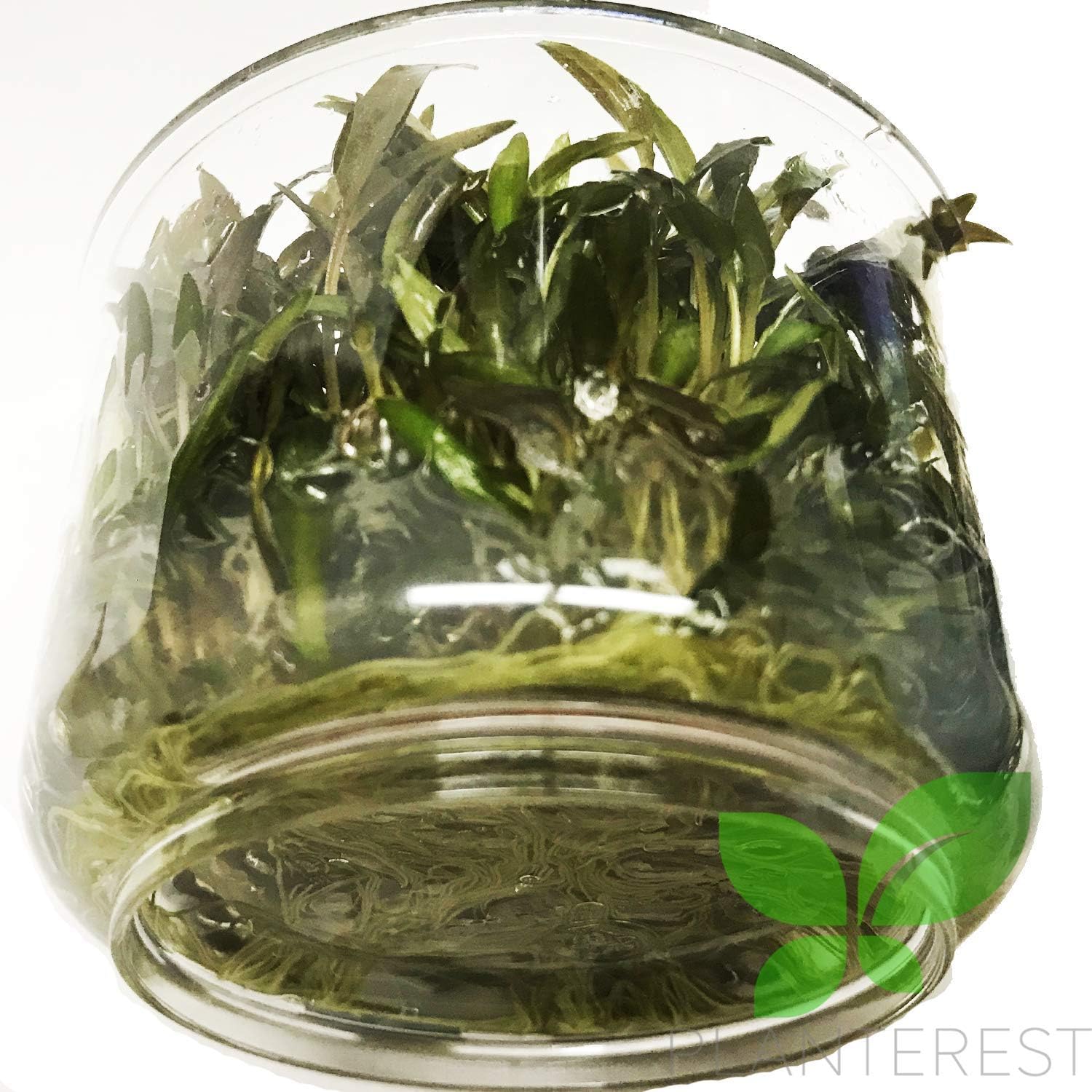 (Cryptocoryne Mioya) Cryptocoryne Assorted Tissue Culture Cup Freshwater Live Aquarium Plants Decoration BUY2GET1FREE