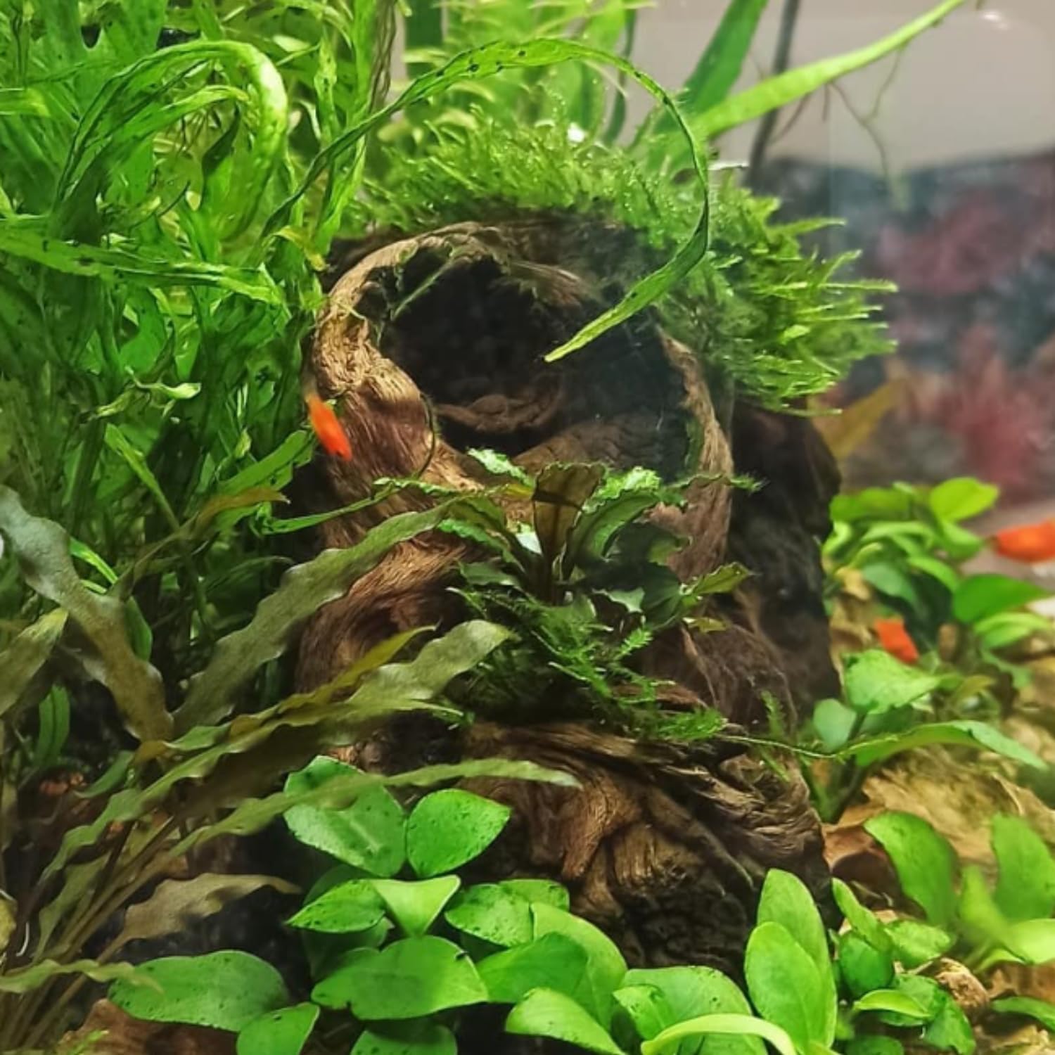 (Cryptocoryne Mioya) Cryptocoryne Assorted Tissue Culture Cup Freshwater Live Aquarium Plants Decoration BUY2GET1FREE