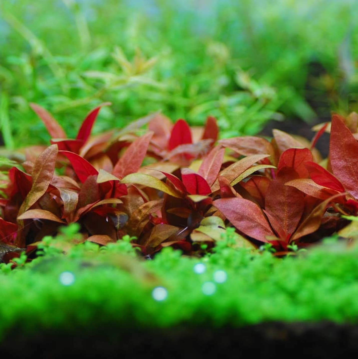 (1 Cup) Mainam Alternanthera Reineckii Mini Red 2" Tissue Culture Freshwater Red Stem Live Aquarium Plant
