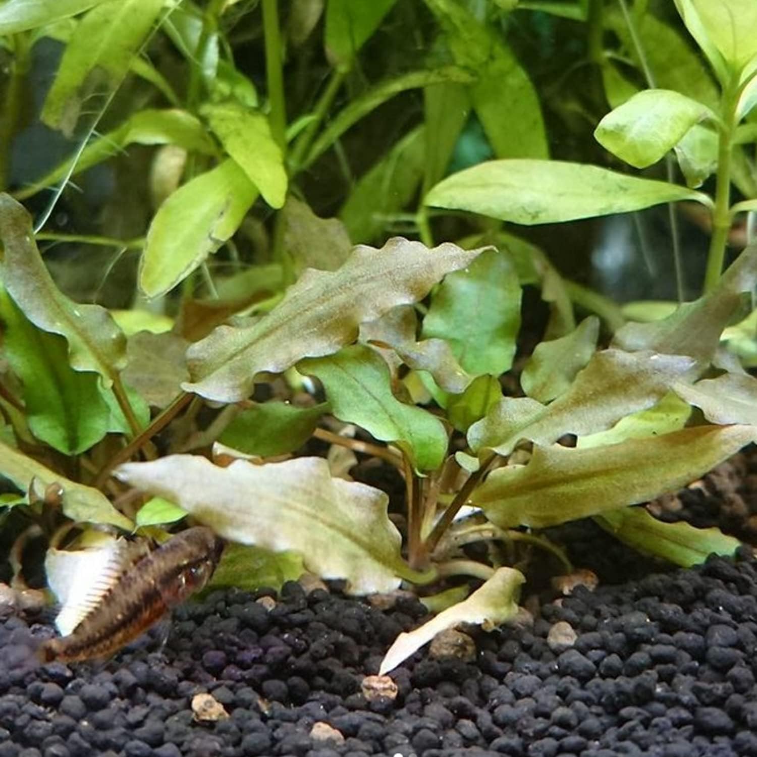 (Cryptocoryne Wendtii Brown) Cryptocoryne Assorted Tissue Culture Cup Freshwater Live Aquarium Plants Decoration BUY2GET1FREE