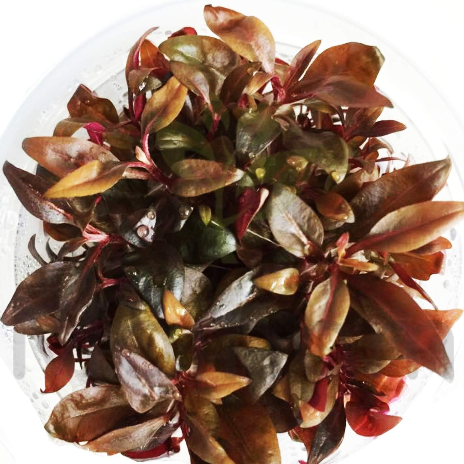(1 Cup) Mainam Alternanthera Reineckii Mini Red 2" Tissue Culture Freshwater Red Stem Live Aquarium Plant