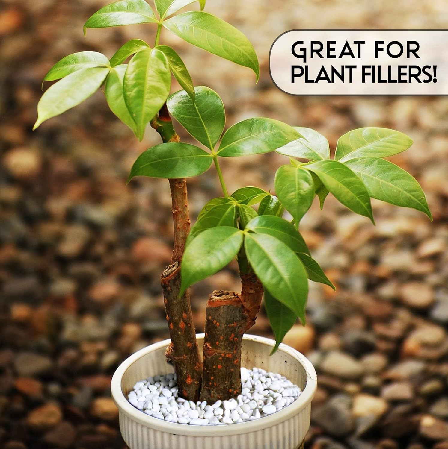 Unpolished White Pebbles 10 Lb. - 1 inch Pebbles for Plants, Gardens, Fish Tank Gravel, Décor, Landscaping, Succulent, Terrarium, 100% Natural Stone Pebbles Decorative Rocks, Matte White Finish