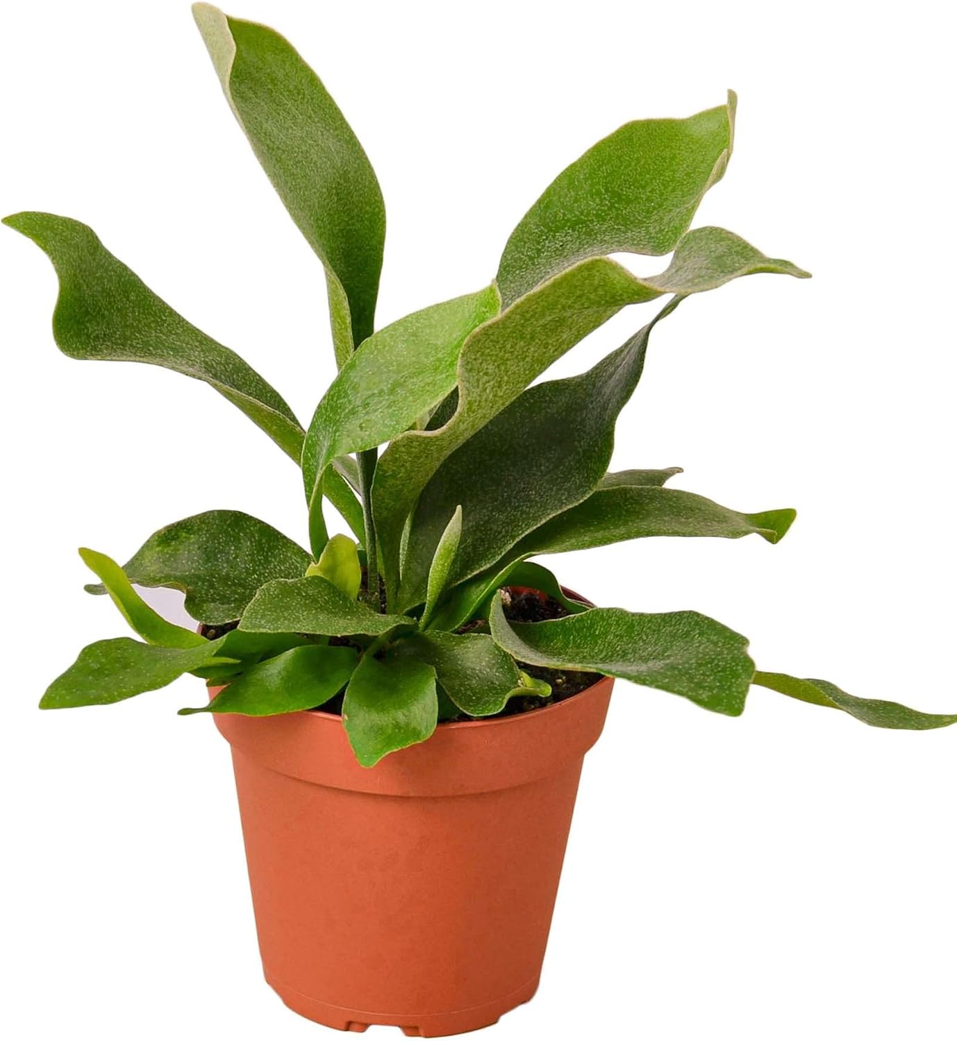 Elkhorn Fern Live Plant for Indoor | Different Houseplants in 4'' & 6'' Pot | Real House Plant for Living Room, Office, Desk & Bathroom | Elkhorn Fern | Platycerium bifurcatum