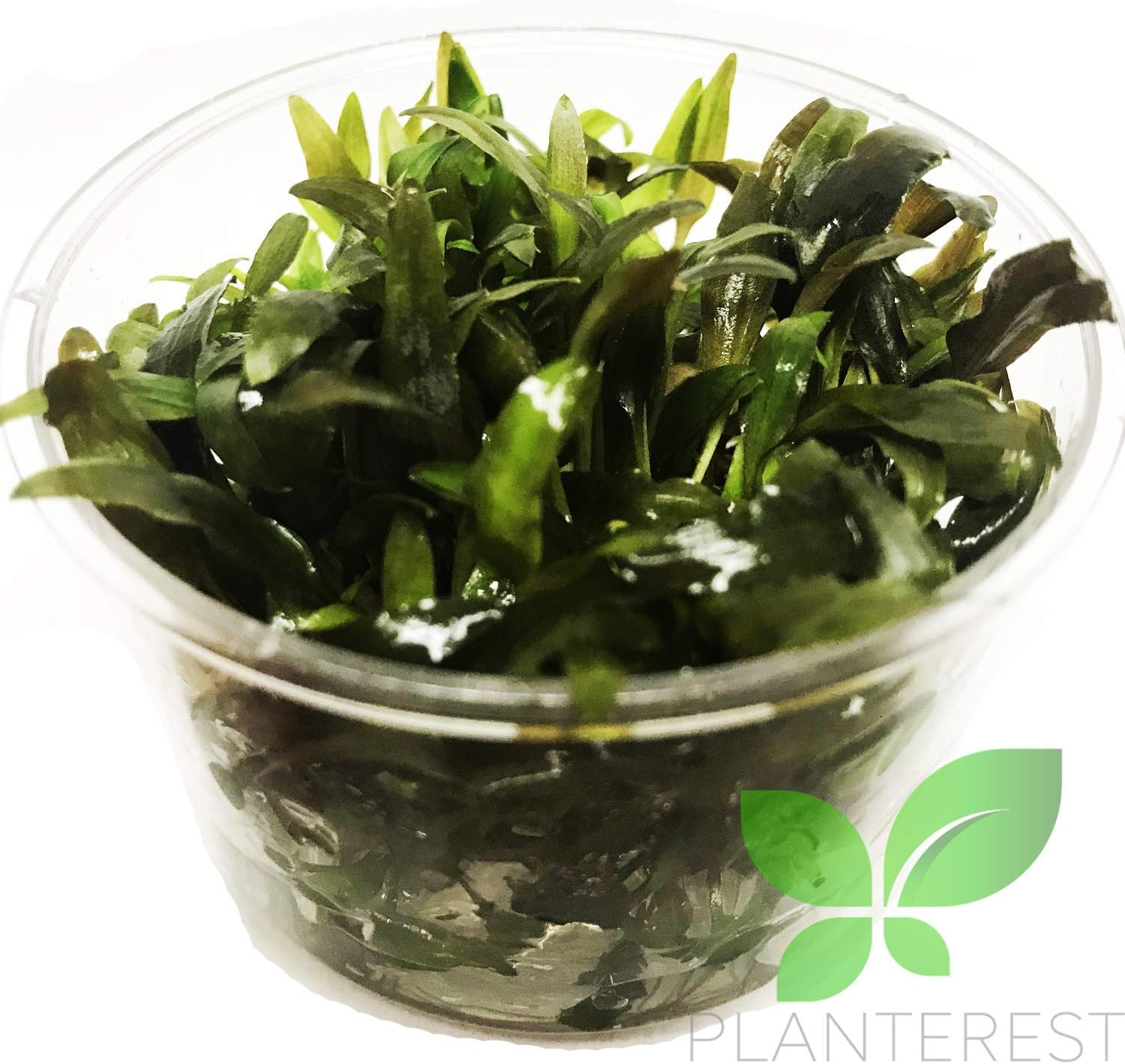 (Cryptocoryne Tropica) Cryptocoryne Assorted Tissue Culture Cup Freshwater Live Aquarium Plants Decoration BUY2GET1FREE