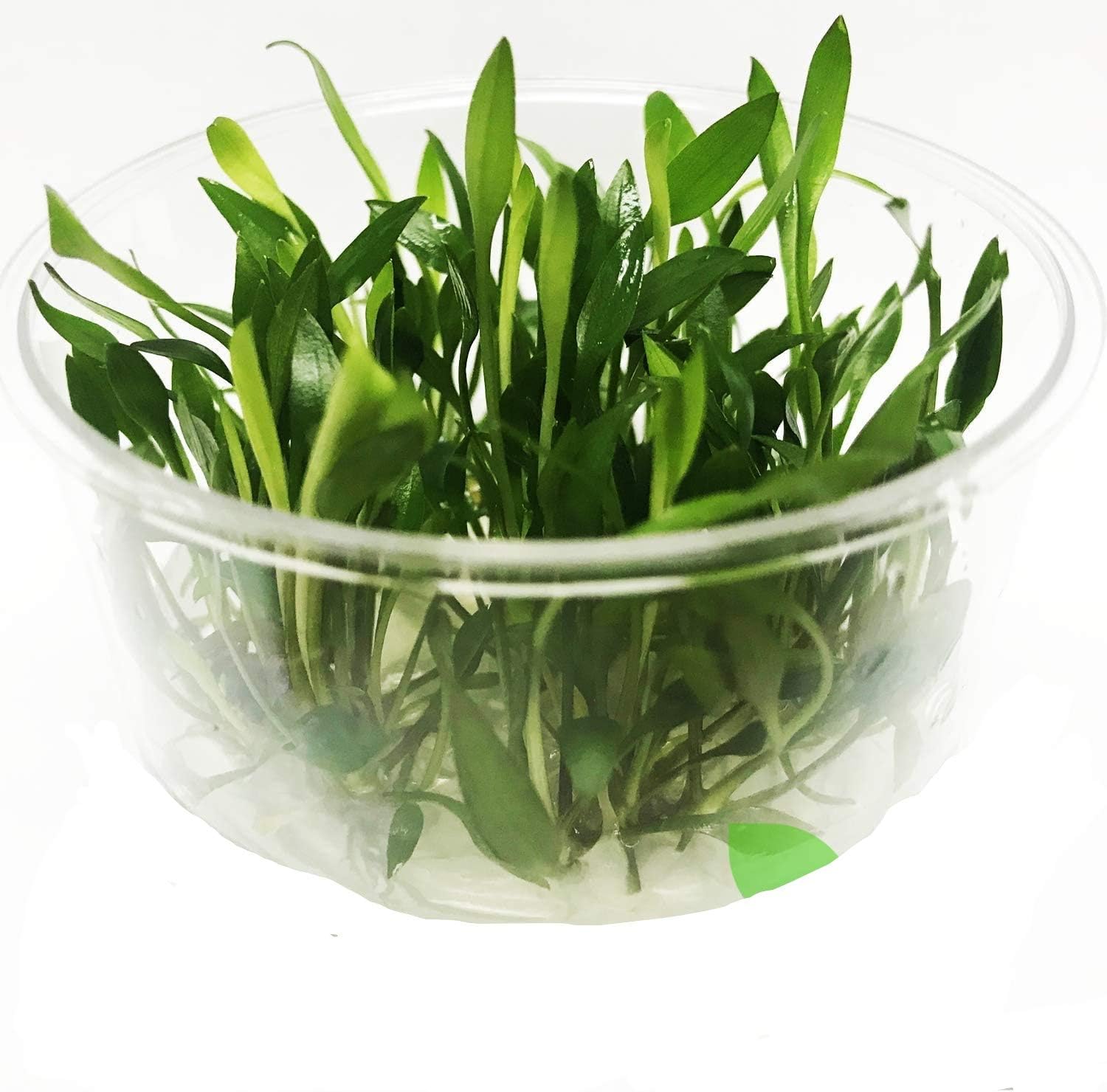 (Cryptocoryne Wendtii Green Gecko) Cryptocoryne Assorted Tissue Culture Cup Freshwater Live Aquarium Plants Decoration BUY2GET1FREE