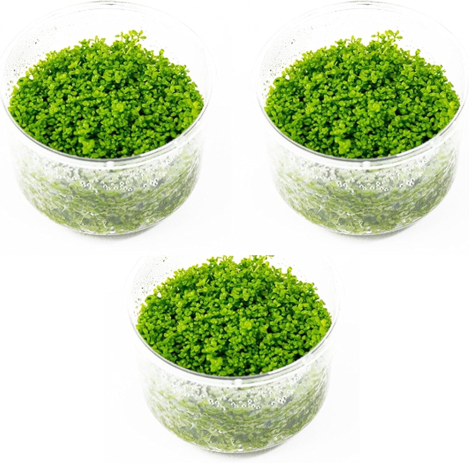 (3-Cup) Dwarf Baby Tears Carpet Imported Direct from Grower Live Aquarium Plants Tissue Culture for Freshwater Aquatic Plant Tank by Mainam