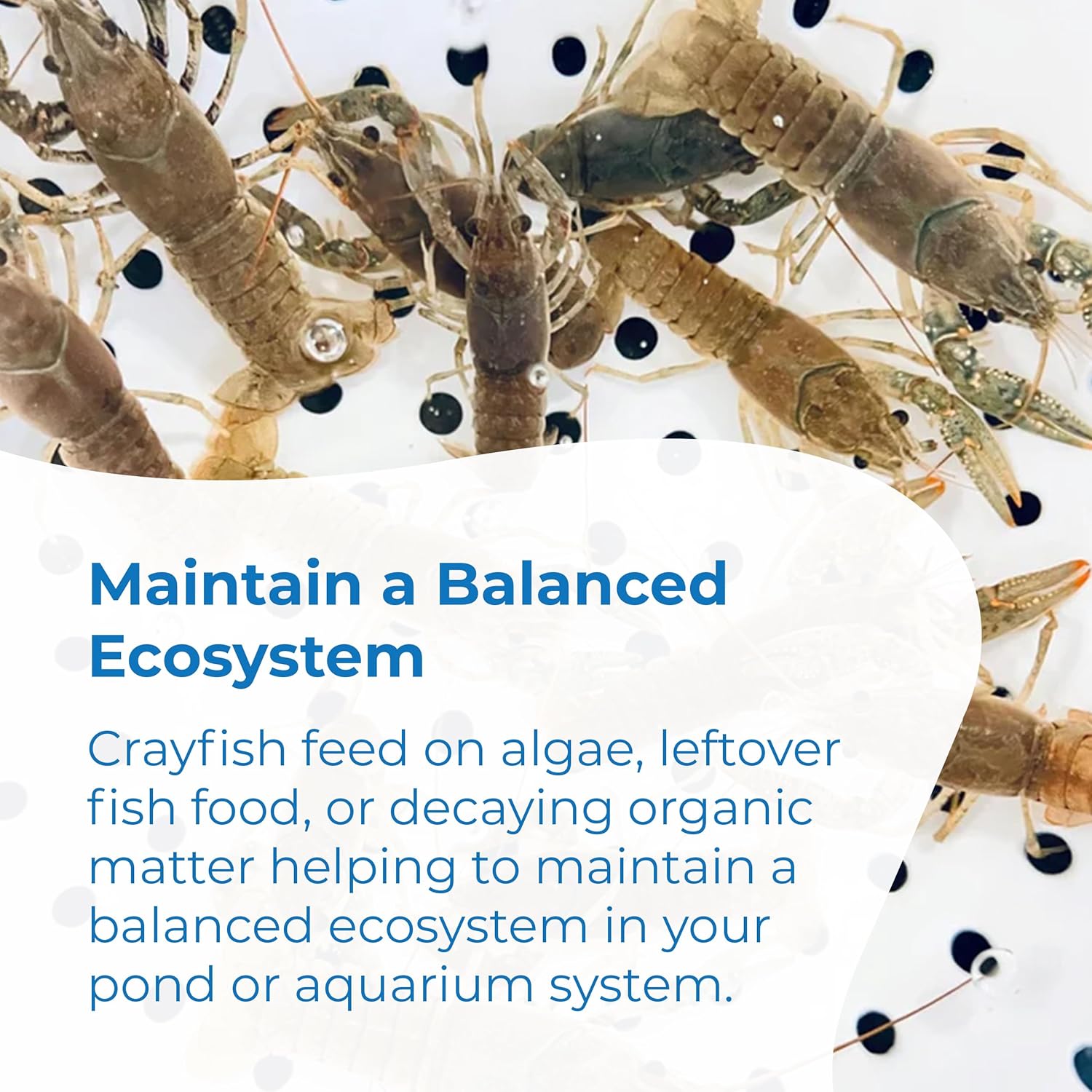 Toledo Goldfish Crayfish: Live Crawdads Perfect for Stocking Ponds or Aquariums - 50 Count