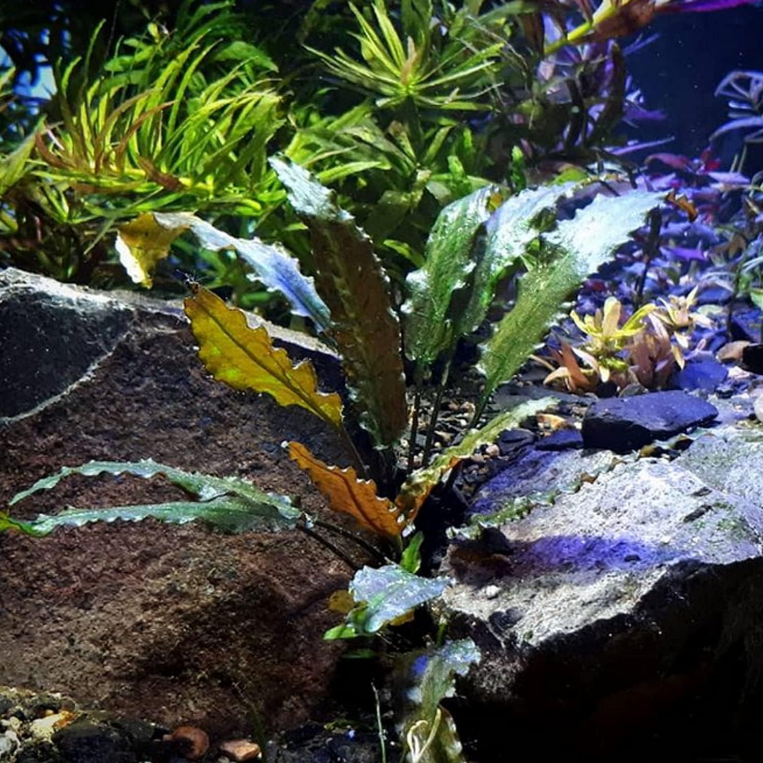 (Cryptocoryne Wendtii Brown) Cryptocoryne Assorted Tissue Culture Cup Freshwater Live Aquarium Plants Decoration BUY2GET1FREE