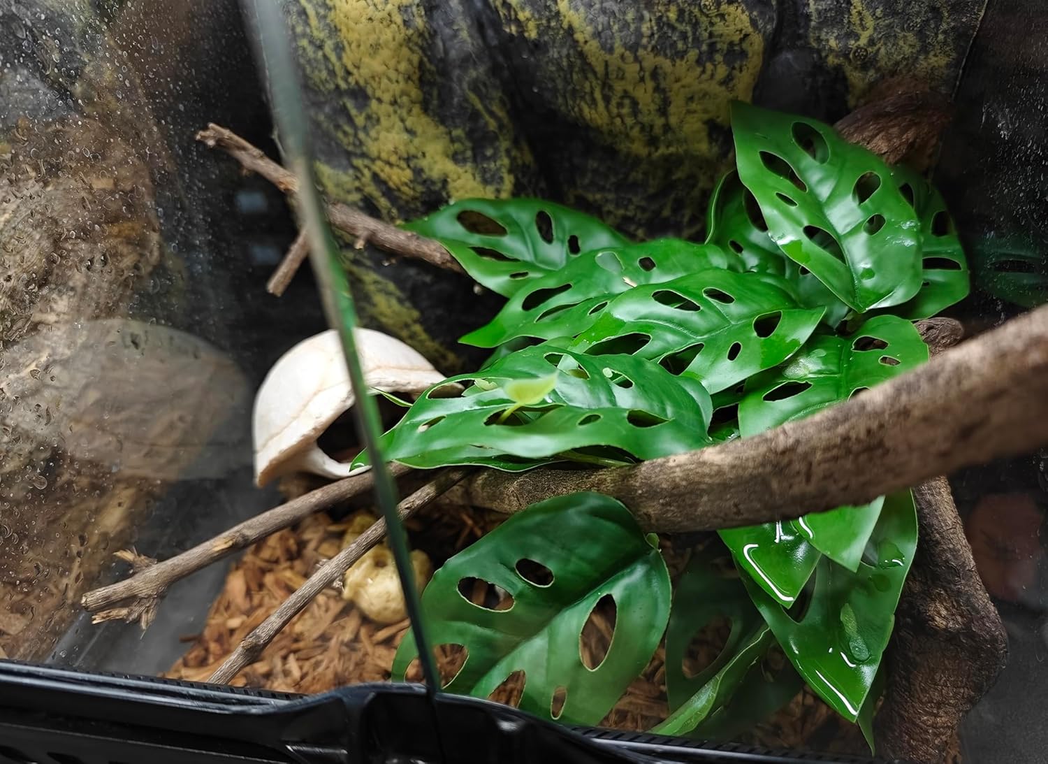 Woyrise Reptile Artificial Plants with Base, Terrarium Decor Amphibian Habitat Plant, Bearded Dragon Tank Accessories fit Gecko Lizard Chameleon Snake Frog - Monstera Adansonni