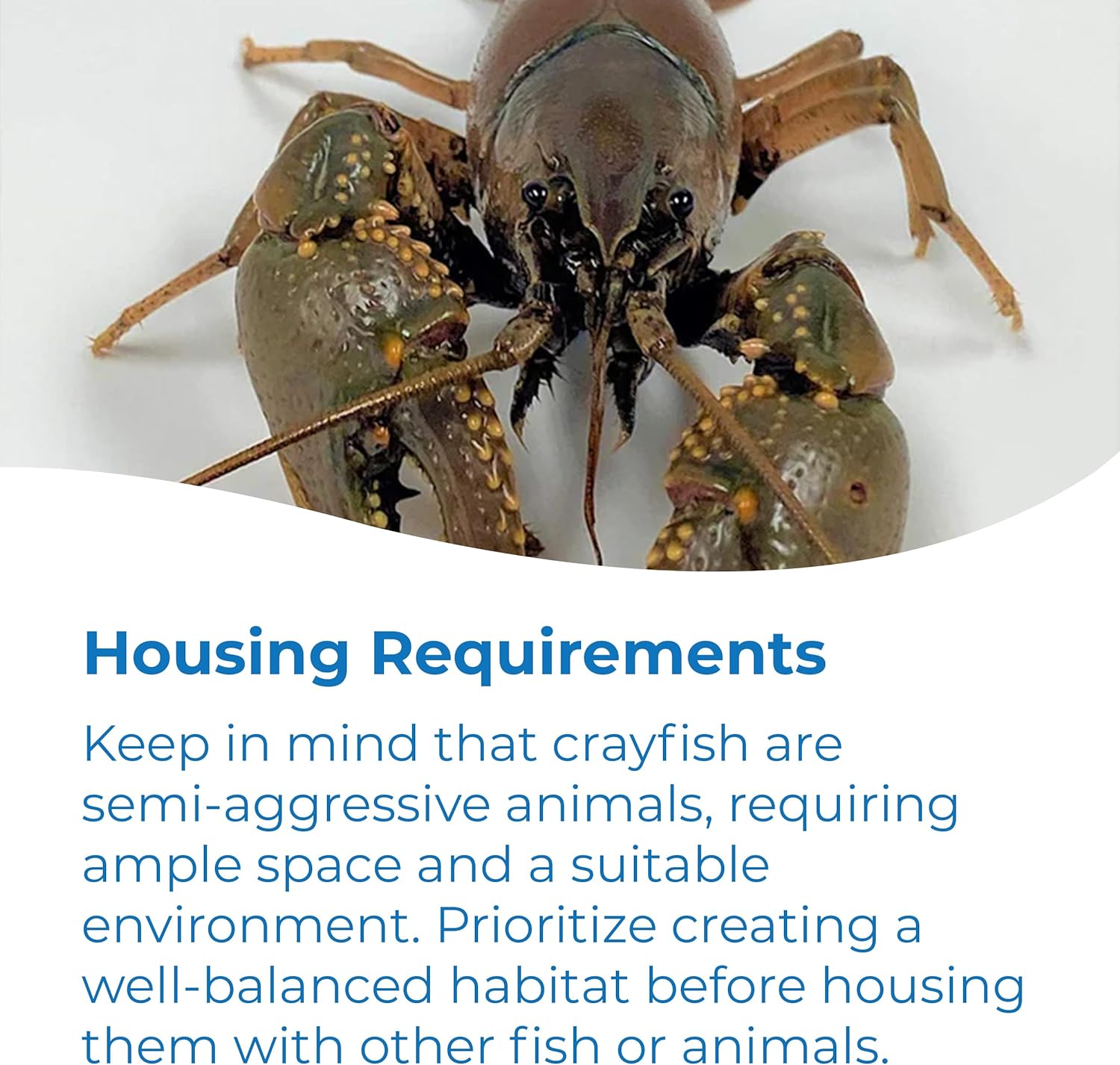 Toledo Goldfish Crayfish: Live Crawdads Perfect for Stocking Ponds or Aquariums - 25 Count