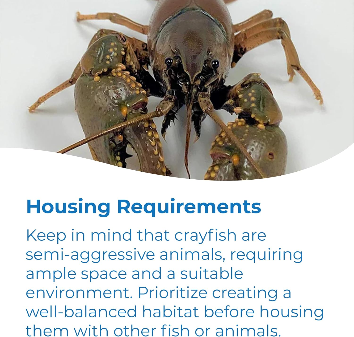 Toledo Goldfish Crayfish: Live Crawdads Perfect for Stocking Ponds or Aquariums - 50 Count