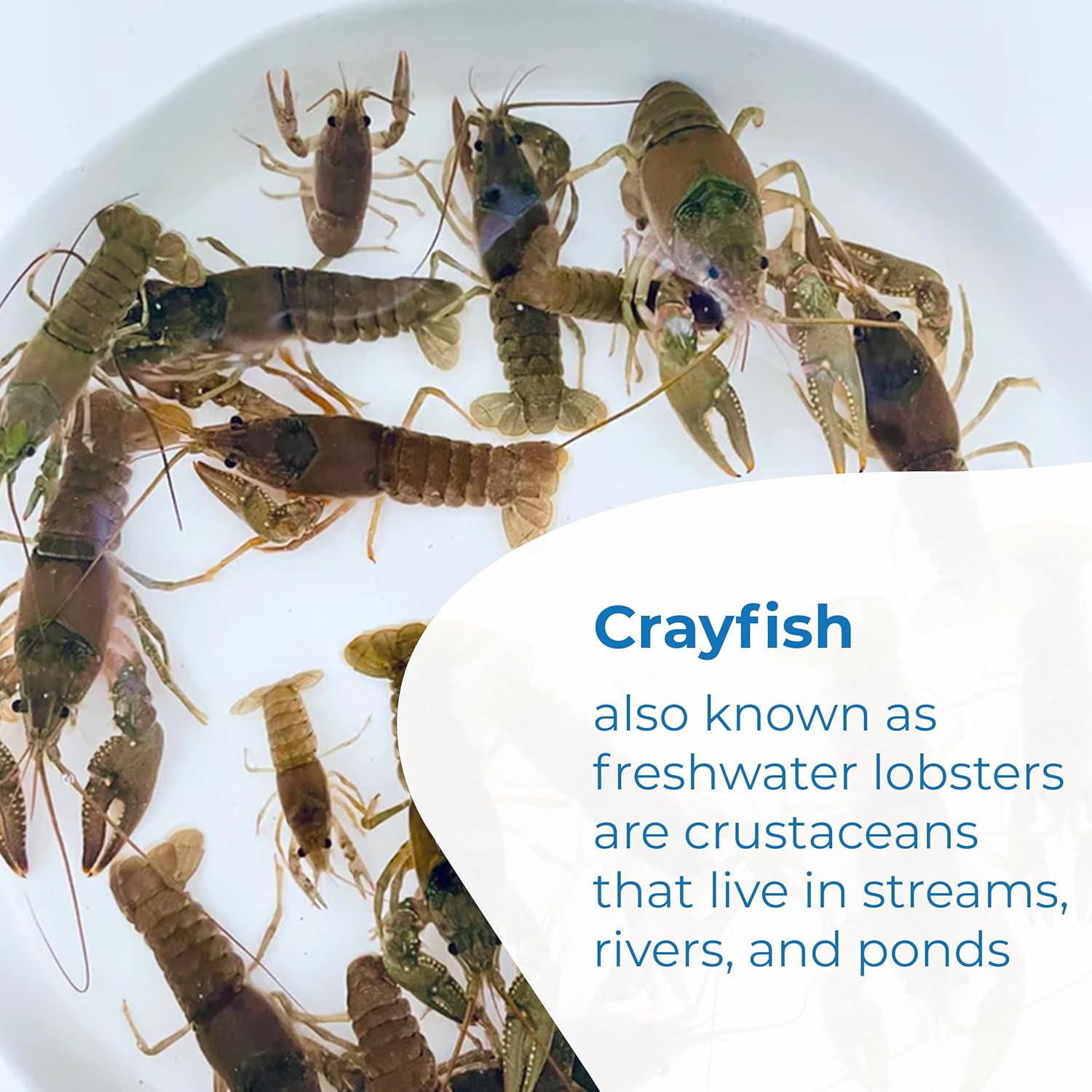 Toledo Goldfish Crayfish: Live Crawdads Perfect for Stocking Ponds or Aquariums - 50 Count