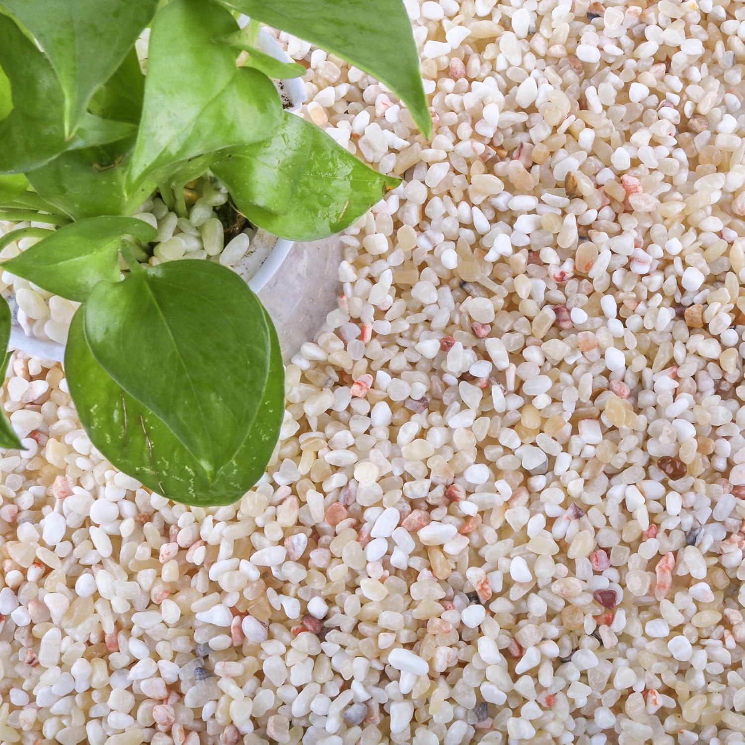 CJGQ 18lb Aquarium Gravel for Plants, 1/5Inch Outdoor Decorative River Rocks for Succulents and Cactus Landscaping, Garden Plant Natural Small Pea Gravel for Fish Tank Vases Terrarium