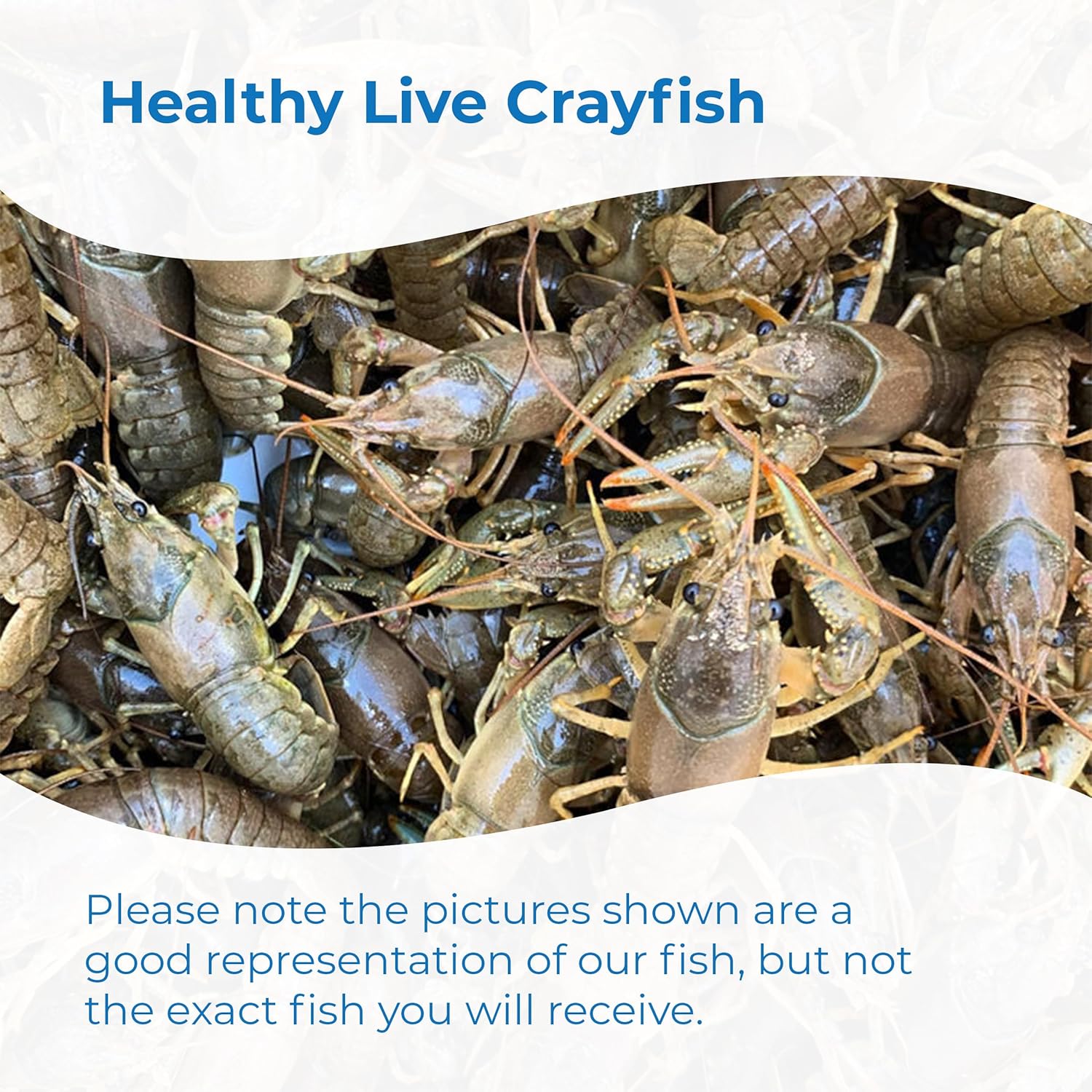 Toledo Goldfish Crayfish: Live Crawdads Perfect for Stocking Ponds or Aquariums - 100 Count